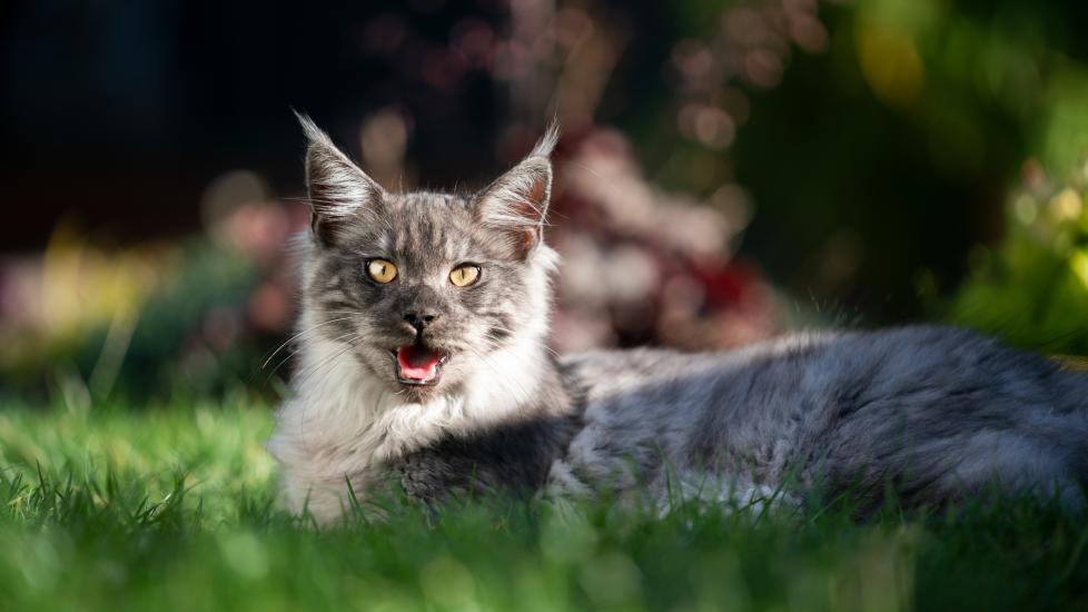 cat panting; a cat lays down on grass and pants.